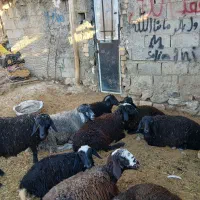 باسلام