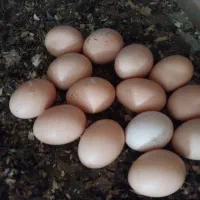 تخم نطفه داربرهما