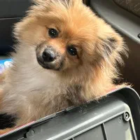 واگذاری سگ پامر|سگ|پرند, فاز ۵|دیوار