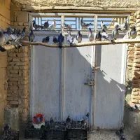 کبوتر پلاکی نر تبریز|پرنده|مشهد, ده دی|دیوار