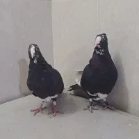 جفت پلنگ|پرنده|رفسنجان, |دیوار