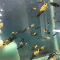 مولی پاندا مولد