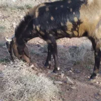 بز پاکستانی