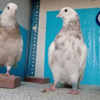 طوقی|پرنده|شهرضا, |دیوار