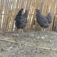 مرغ پلیموت راک