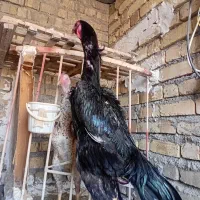 خروس لاری اوشامو