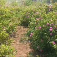 گلاب عسل کشمش|عمدهفروشی|سنندج, |دیوار