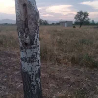 یک هکتار زمین کشاورزی همراه با آب قطره‌ای|فروش دفتر صنعتی، کشاورزی، تجاری|تاکستان, |دیوار