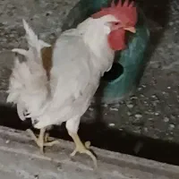 دو عدد خروس