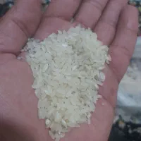 برنج کامفیروزی