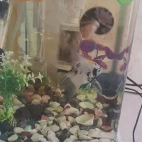 آکواریم معاوز با پرنده