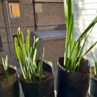 فروش پیاز گل نرگس وگلدان نرگس قبل از گل دادن|گل و گیاه طبیعی|معمولان, |دیوار