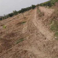 کود حیوانی، گوسفندی و گاوی تمیز|خدمات باغبانی و درختکاری|سورک, |دیوار