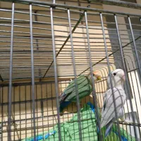 طوطی برزیلی