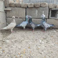 کبوتر های  خاص واس خاص پسند|پرنده|گنبد کاووس, |دیوار