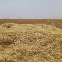 کاه لوبپا چیتی و کاه گندم
