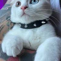 گربه اسکاتیش نر