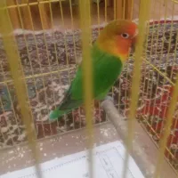طوطی برزیلی خوشگل