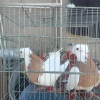 کلفه سرول بیزککیل