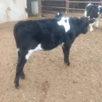 گاوشیری و گوساله نر ویک عدد گوساله ماده|حیوانات مزرعه|تربت جام, حافظ|دیوار