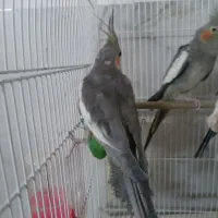 عروس‌معاوضه‌با‌کتوله‌نر|پرنده|مشهد, شهید بصیر|دیوار