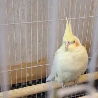 عروس هلندی|پرنده|پاکدشت, حصار امیر|دیوار