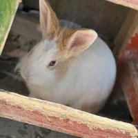 خرگوش ایتالی