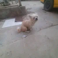 فروش یه عدد سگ خونگی فهمیده|سگ|اهواز, فاز ۲ پادادشهر|دیوار