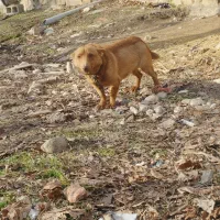 بالیخچی فیندیسی