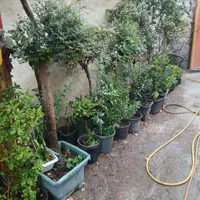گل و گیاه باغچه ای و آپارتمانی و نهال و شمشاد|گل و گیاه طبیعی|پردیس, سیاه سنگ|دیوار