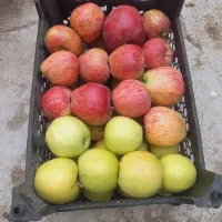 فروش سیب تازه باغی