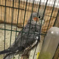 عروس هلندی|پرنده|بندر امام خمینی, |دیوار