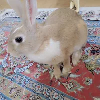 خرگوش