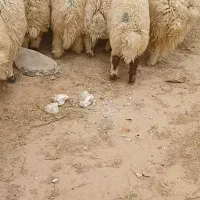 40رعس بره  نر فروشی