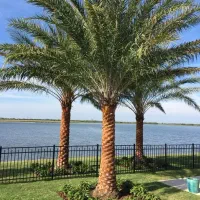 نخل تنه دار سه متر تا 15متر|خدمات باغبانی و درختکاری|کاشان, بازار کاشان|دیوار