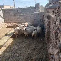 بره نر و میش بره