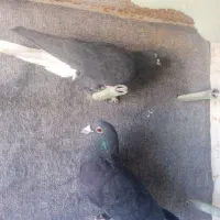 کفتر|پرنده|فردوس (کرمان), |دیوار