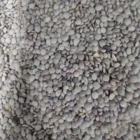 عدس و جو محلی