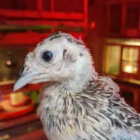 فروش جوجه نژاد آمریکایی، پاکستانی و هلندی