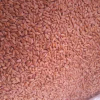 گندم بزری 400 کیلو