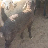 بره نر  شیر مست درشت