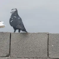 کبوتر کله برنجی ملاقی