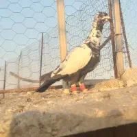 کبوتر