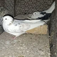شازده هما|پرنده|زنجان, |دیوار