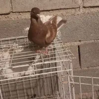 کفتر لوت|پرنده|چمران, |دیوار