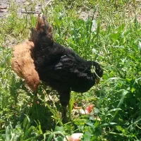دو عدد وارگ سیاه و قرمز