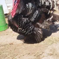 بوقلمون نر