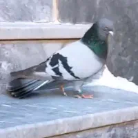 فروش کبوتر پر