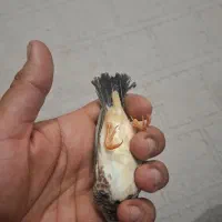 فنج|پرنده|خرمشهر, |دیوار