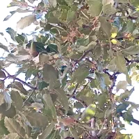 فروش کود حیوانی